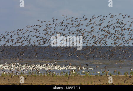 Curlew Sandpiper Herde fliegen; Krombekstrandloper groep Vliegend Stockfoto