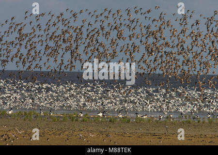 Curlew Sandpiper Herde fliegen; Krombekstrandloper groep Vliegend Stockfoto