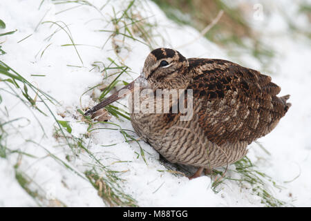 Houtsnip foeragerend in de sneeuw, Eurasian Woodcock Nahrungssuche im Schnee Stockfoto