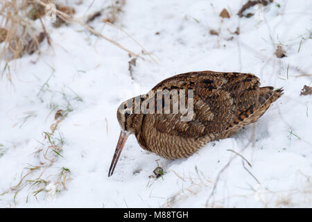 Houtsnip foeragerend in de sneeuw, Eurasian Woodcock Nahrungssuche im Schnee Stockfoto