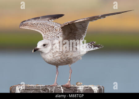 Eerste winter Zilvermeeuw; Erste winter Europäischen Silbermöwe Stockfoto