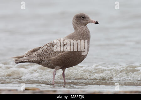 Eerste winter Grote Burgemeester; Erste winter Glaucous Möwe Stockfoto