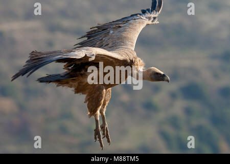 Vale Gier in de Vlucht; Eurasischen Gänsegeier im Flug Stockfoto