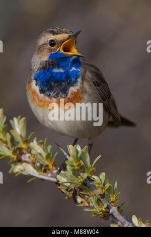 Zingend mannetje Blauwborst und singende Männchen Blaukehlchen Stockfoto