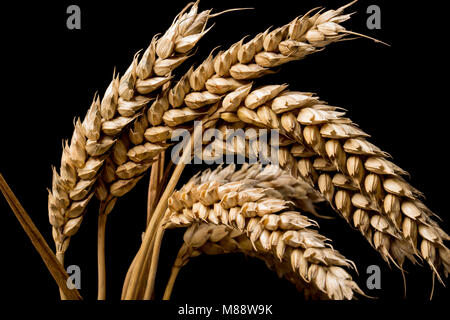 Studio Bild von Weizen, Dorset England UK GB. Auf einem schwarzen Hintergrund fotografiert. Stockfoto