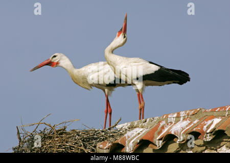 Weißstorch-paar Anzeigen von Nest, Ooievaar een Paar baltsend bij Nest Stockfoto