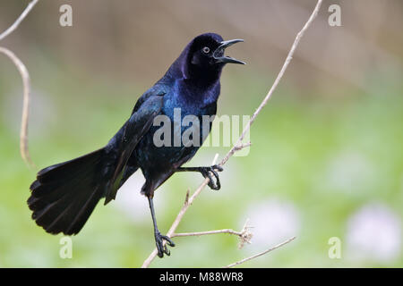 Erwachsene männliche Brazoria Co., TX April 2011 Stockfoto