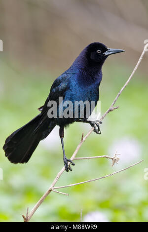 Erwachsene männliche Brazoria Co., TX April 2011 Stockfoto