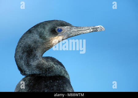 Nach nicht-Zucht.de San Diego, CA Januar 2002 Stockfoto