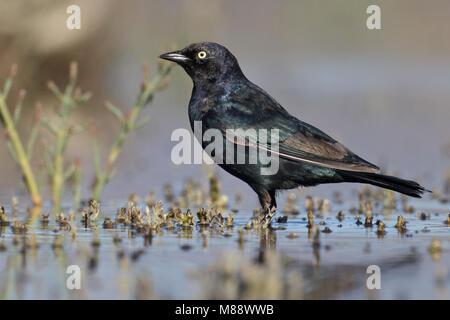 Erwachsene männliche Ventura Co., CA September 2010 Stockfoto