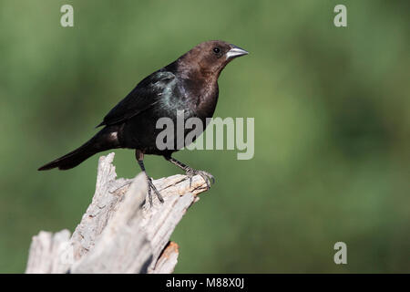 Erwachsene männliche Pima Co., AZ April 2009 Stockfoto