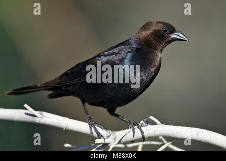 Erwachsene männliche Riverside Co., Ca Mai 2009 Stockfoto