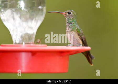 Erwachsene Frau Hidalgo Co., TX Januar 2009 Stockfoto