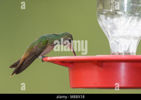 Nach Hidalgo Co., TX Januar 2009 Stockfoto