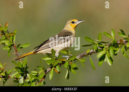 Erwachsene Frau Kern Co., Ca Mai 2007 Stockfoto