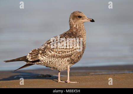 1. Winter in San Luis Obispo, CA.de November 2011 Stockfoto