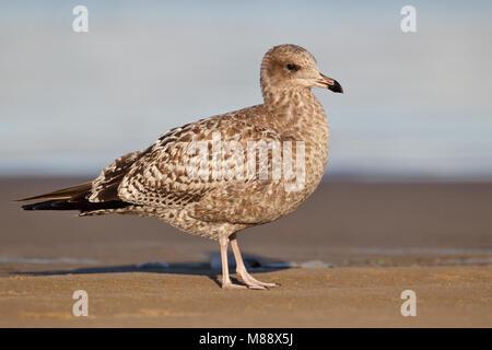 1. Winter in San Luis Obispo, CA.de November 2011 Stockfoto