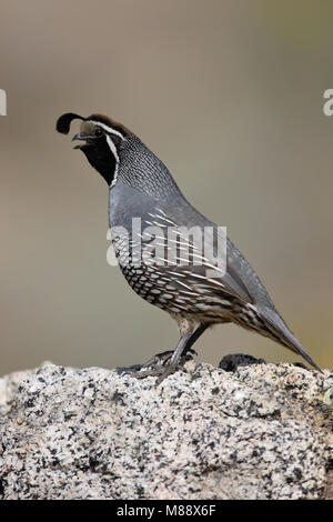 Californische Zingend mannetje Kuifkwartel, männliche Kalifornien Wachtel Aufruf Stockfoto