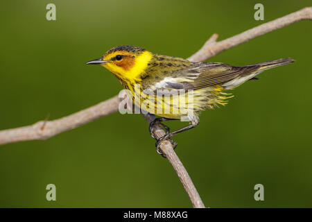 Erwachsene männliche Galveston, TX.de Mai 2012 Stockfoto