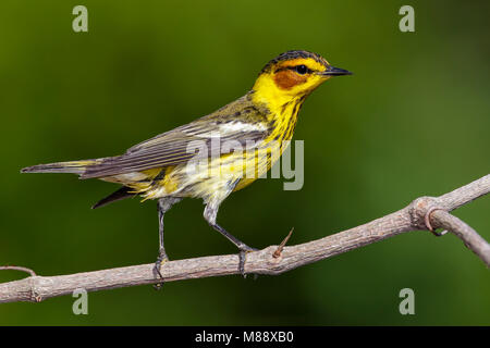 Erwachsene männliche Zucht Galveston, TX.de Mai 2012 Stockfoto