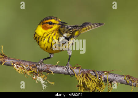 Volwassen mannetje Tijgerzanger, erwachsenen männlichen Cape May Warbler Stockfoto