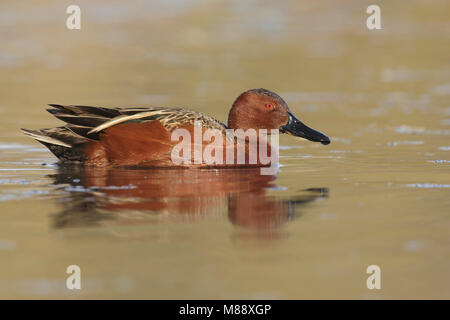Erwachsene männliche Maricopa Co., AZ Januar 2015 Stockfoto