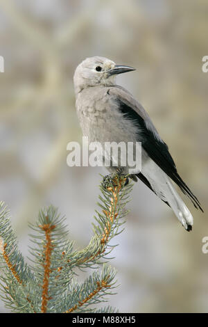 Nach Mono Co., CA März 2005 Stockfoto