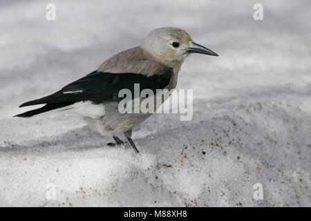 Nach Mono Co., CA März 2005 Stockfoto