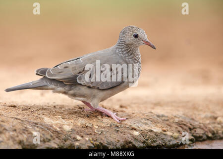 Erwachsene Frau Hidalgo Co., TX März 2014 Stockfoto