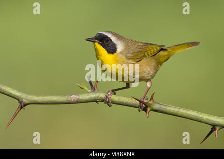 Volwassen mannetje Gewone Maskerzanger, männlichen Erwachsenen Gemeinsame Yellowthroat Stockfoto