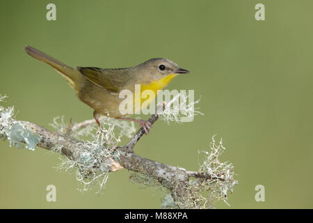 Erwachsene Frau Galveston, TX.de Mai 2014 Stockfoto