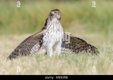 Unreife Kammern Co., TX Oktober 2013 Stockfoto