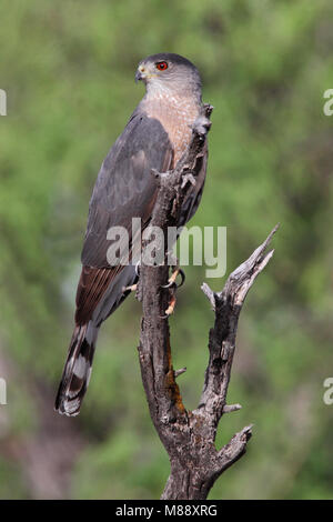 Nach Pima Co., AZ April 2009 Stockfoto