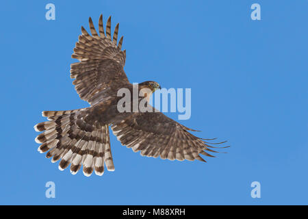 Nach Kammern Co., TX Oktober 2013 Stockfoto