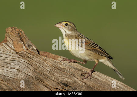 Nach nicht-Zucht Hidalgo Co., TX Februar 2014 Stockfoto