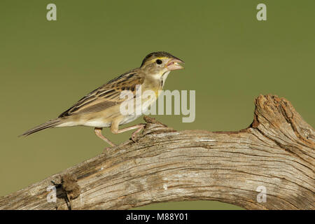 Nach nicht-Zucht Hidalgo Co., TX Februar 2014 Stockfoto