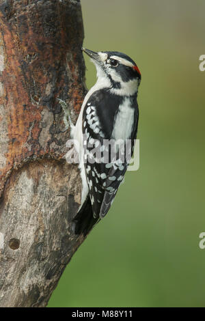 Erwachsene männliche Harris Co., TX September 2014 Stockfoto