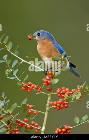 Erwachsene männliche Montgomery Co., TX Februar 2007 Stockfoto