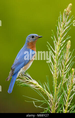 Erwachsene männliche Montgomery Co., TX April 2007 Stockfoto