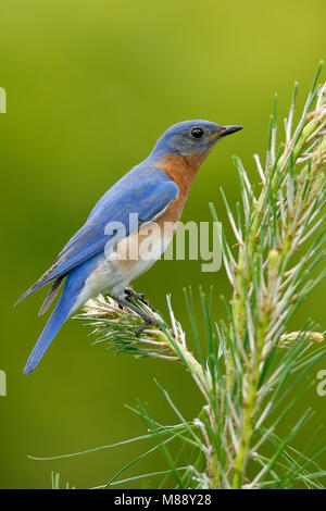 Erwachsene männliche Montgomery Co., TX April 2007 Stockfoto