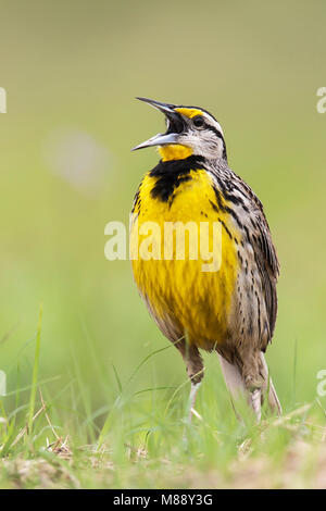 Witkaakweidespreeuw, Eastern Meadowlark, Sturnella Magna Stockfoto