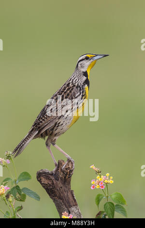 Nach Zucht Galveston, TX.de April 2013 Stockfoto