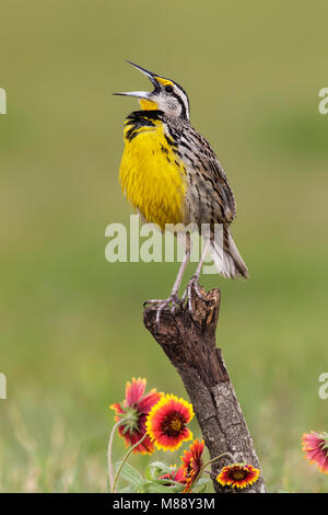 Witkaakweidespreeuw, Eastern Meadowlark, Sturnella Magna Stockfoto