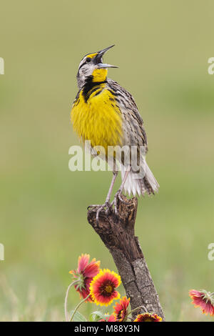 Nach Zucht Galveston, TX.de April 2013 Stockfoto