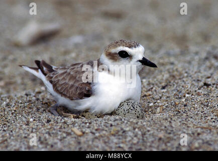 Erwachsenen auf dem Nest Ventura Co., CA Juli 2000 Stockfoto