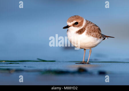 Nach nicht-Zucht Los Angeles Co., CA November 2009 Stockfoto