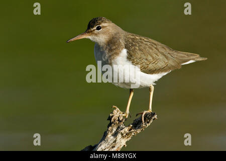 Nach nicht-Zucht Hidalgo Co., TX Januar 2009 Stockfoto