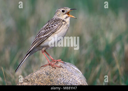 Nach Zucht Kidder Co., ND Juni 2002 Stockfoto