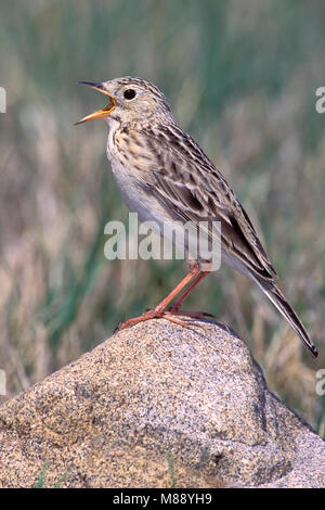 Nach Zucht Kidder Co., ND Juni 2002 Stockfoto