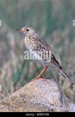 Nach Zucht Kidder Co., ND Juni 2002 Stockfoto